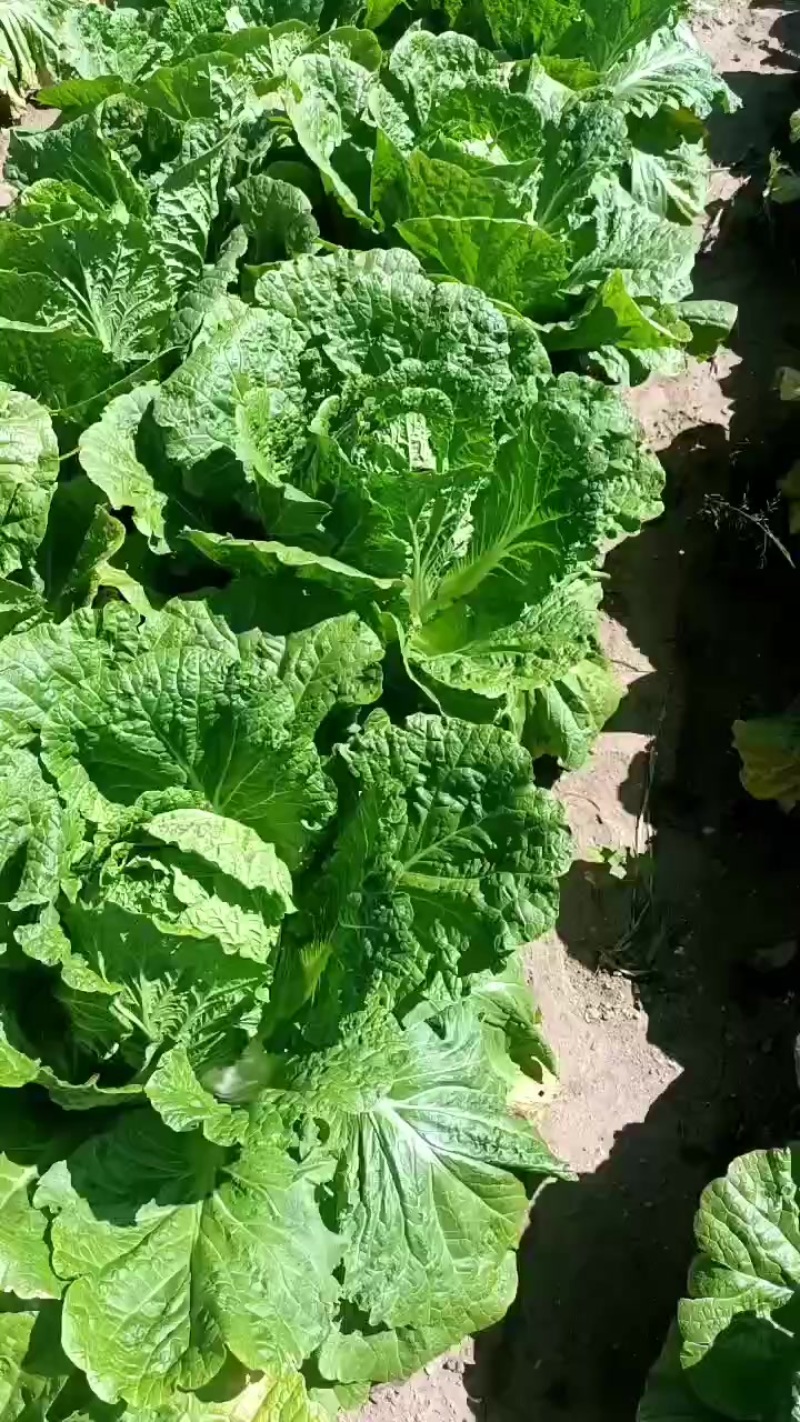 玲珑黄大白菜🥬