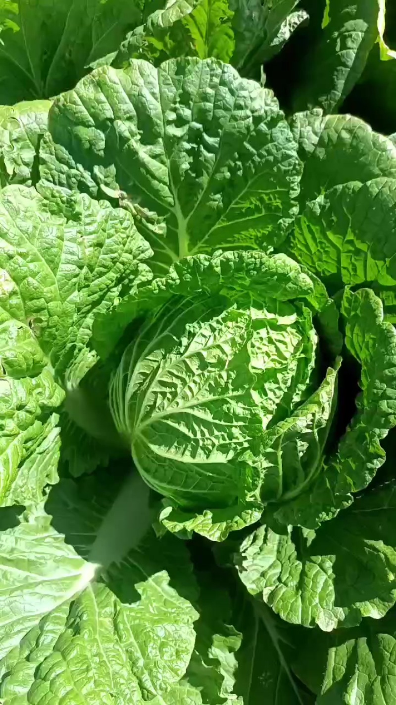玲珑黄大白菜🥬
