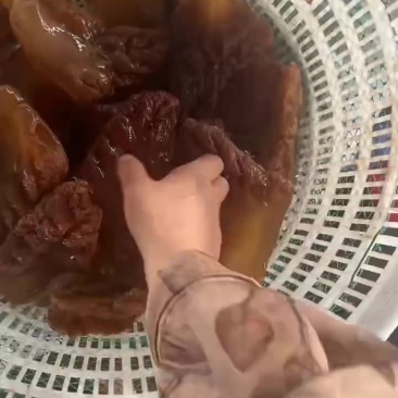 山东渤海湾海蜇