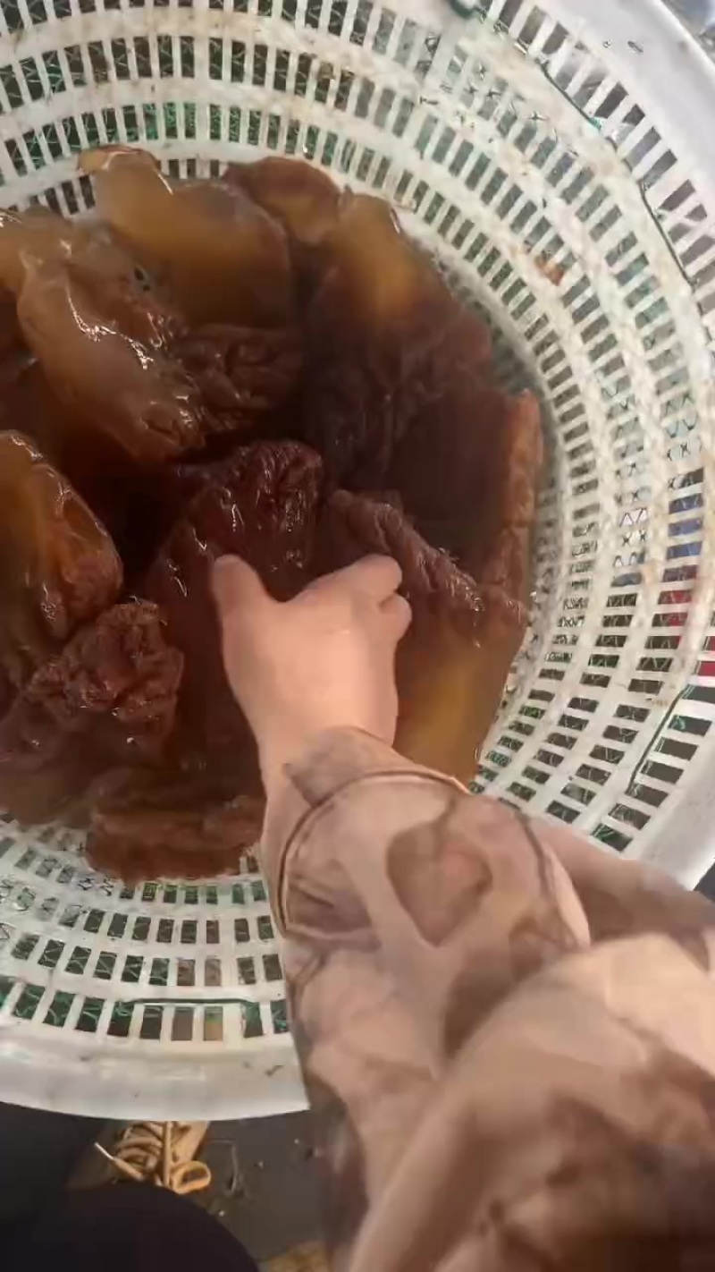 山东渤海湾海蜇