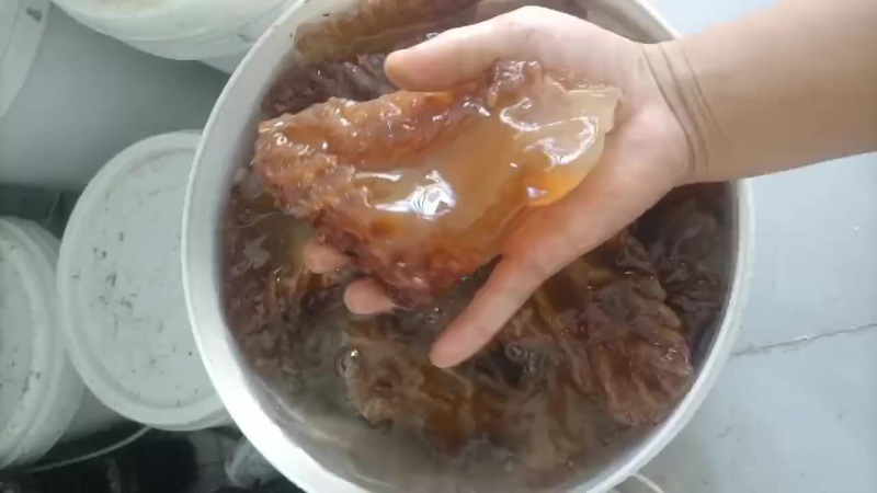 山东渤海湾海蜇