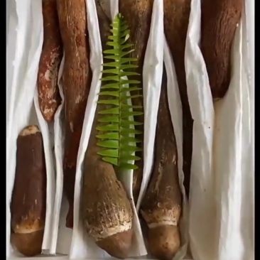 云南纯野生鸡纵菌
