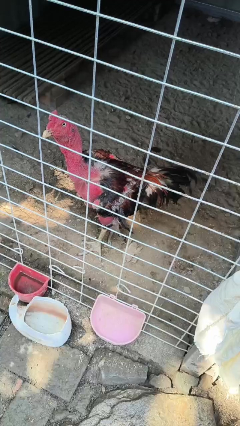 斗鸡