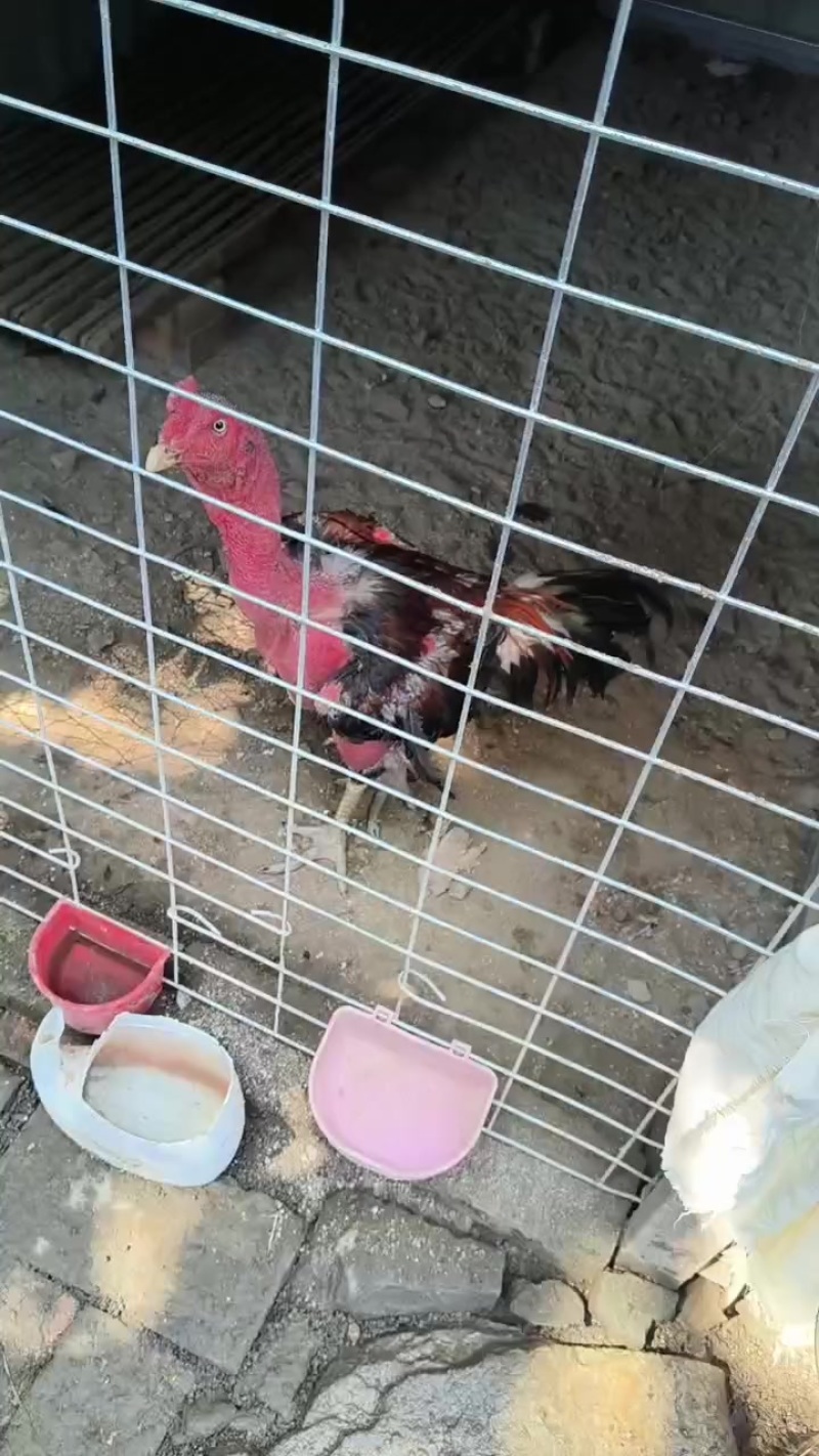 斗鸡