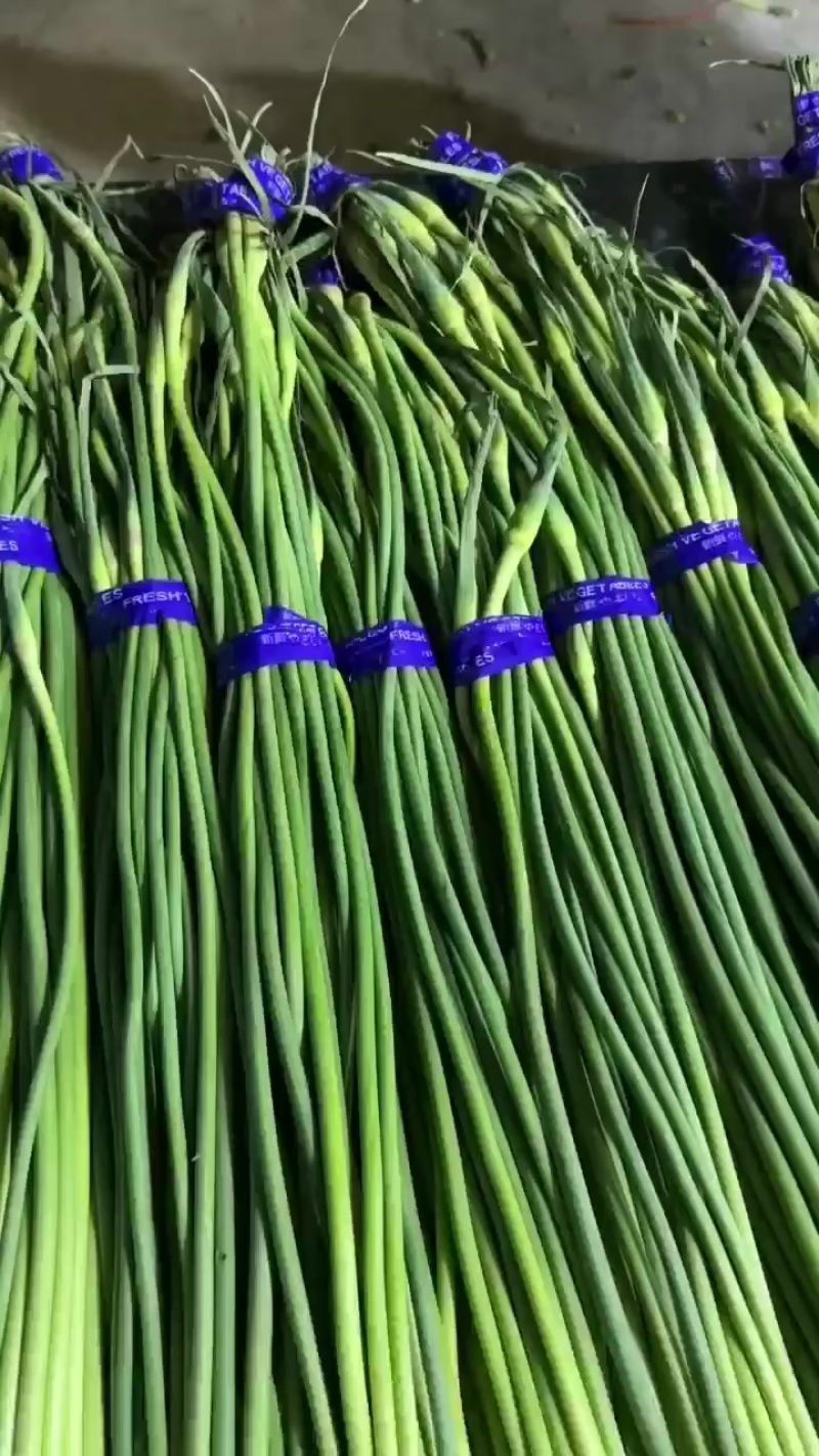 精品蒜薹