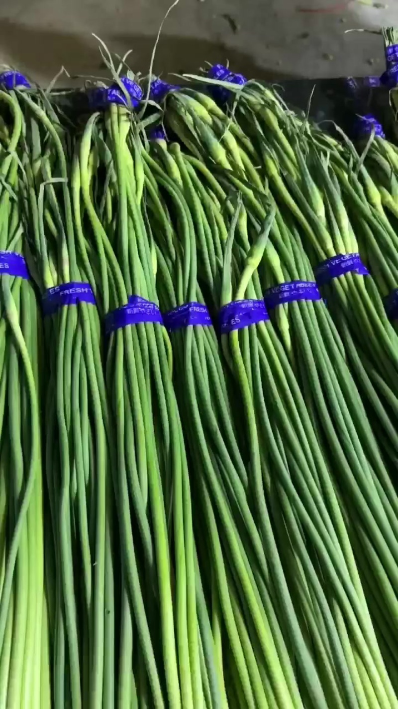 精品蒜薹