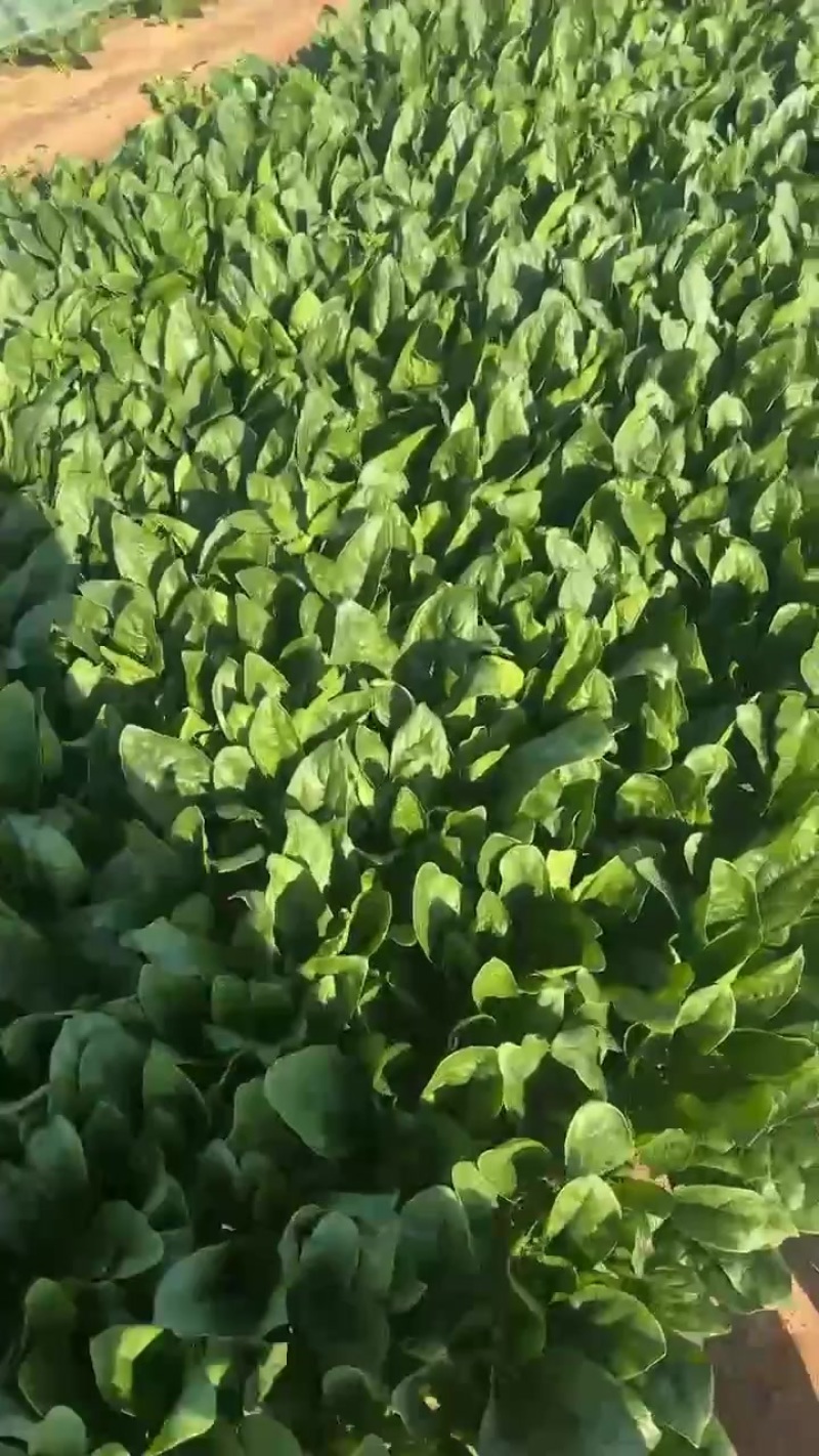 黑叶菠菜20到28公分，全是纱网种植！没任何毛病