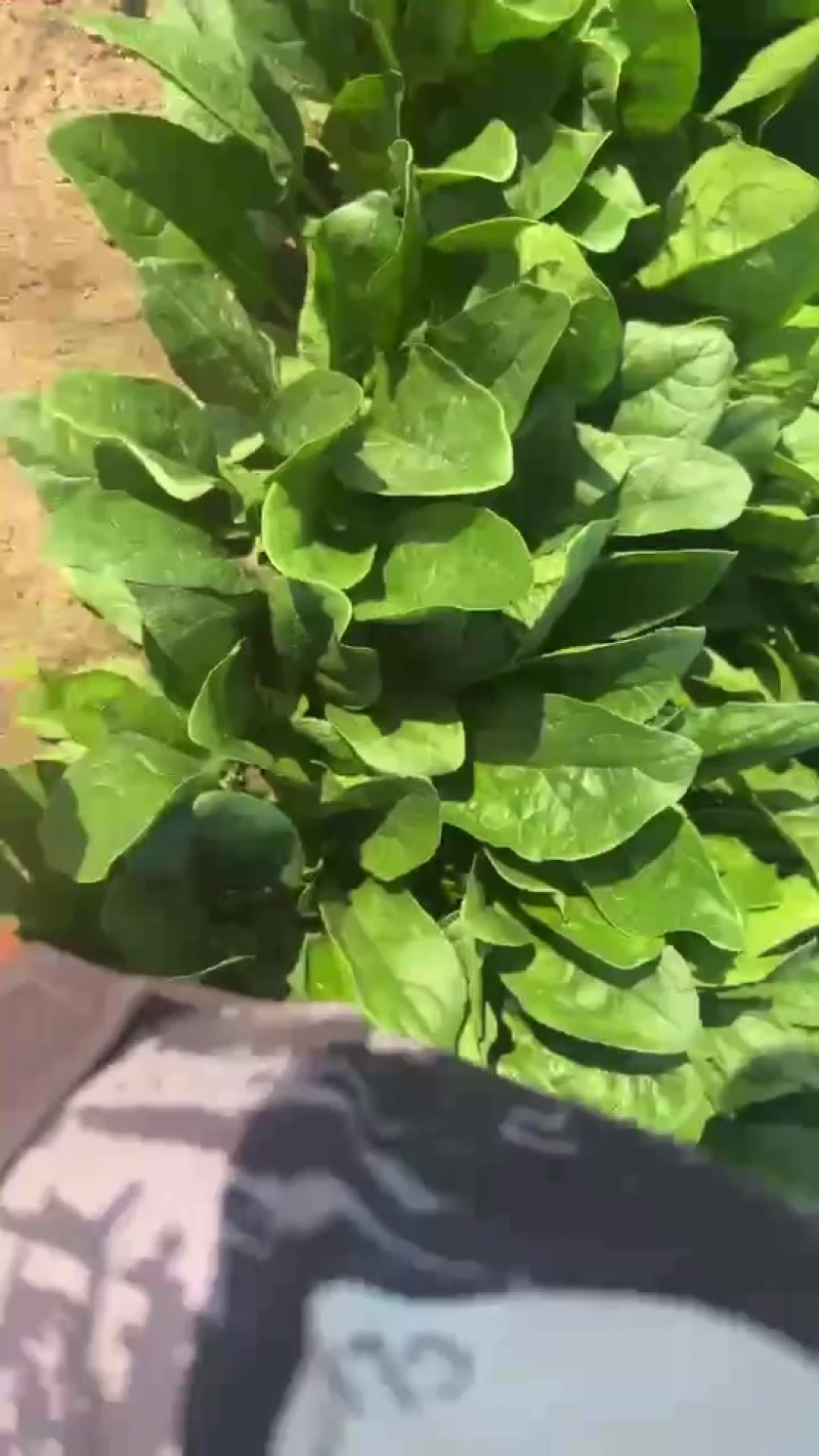 黑叶菠菜20到28公分，全是纱网种植！没任何毛病