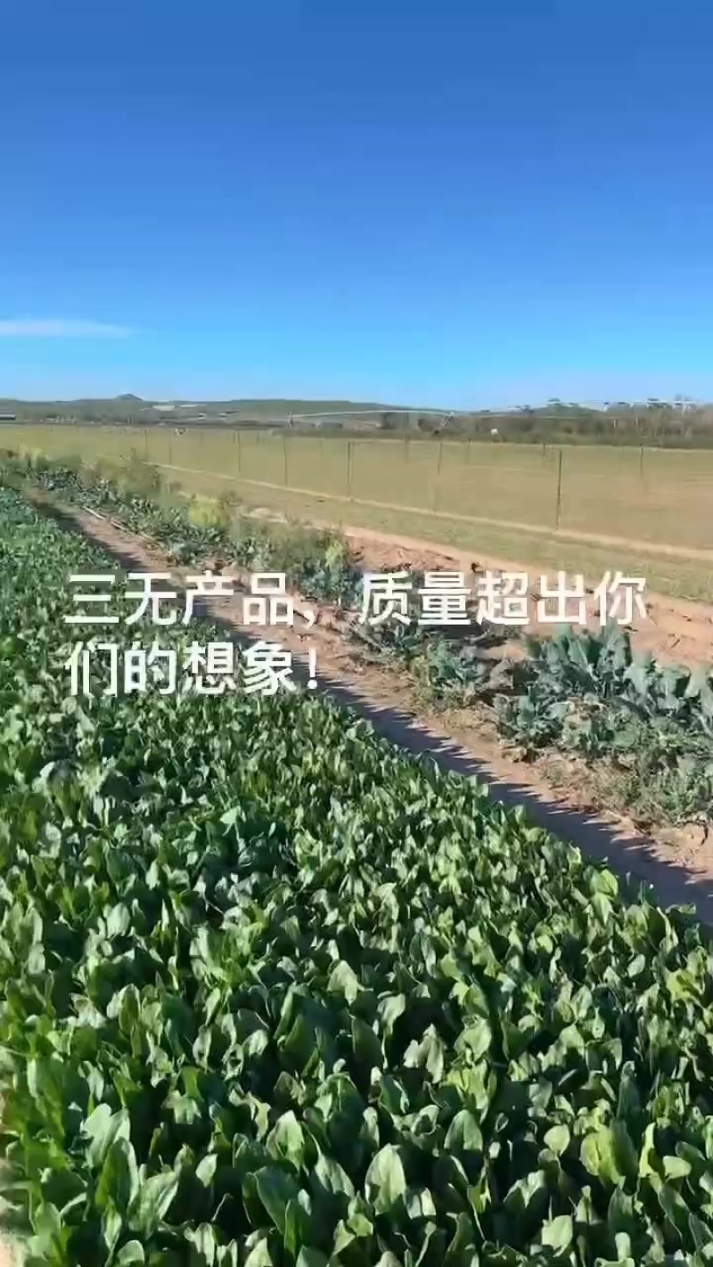 黑叶菠菜20到28公分，全是纱网种植！没任何毛病