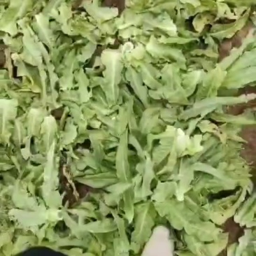 乌兰察布中旗精品莴笋