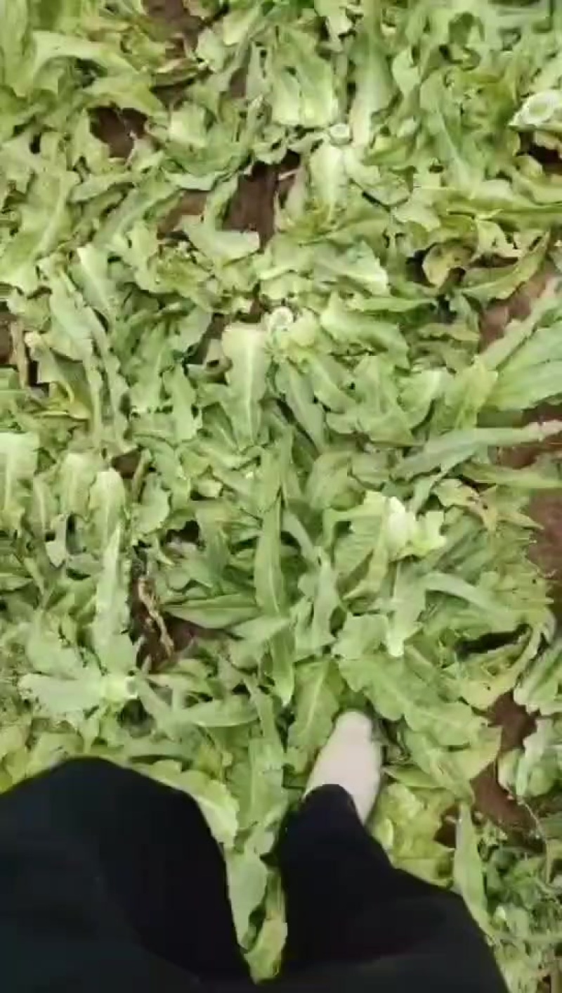 乌兰察布中旗精品莴笋