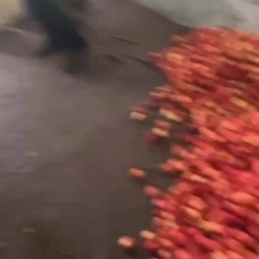 鸡心果