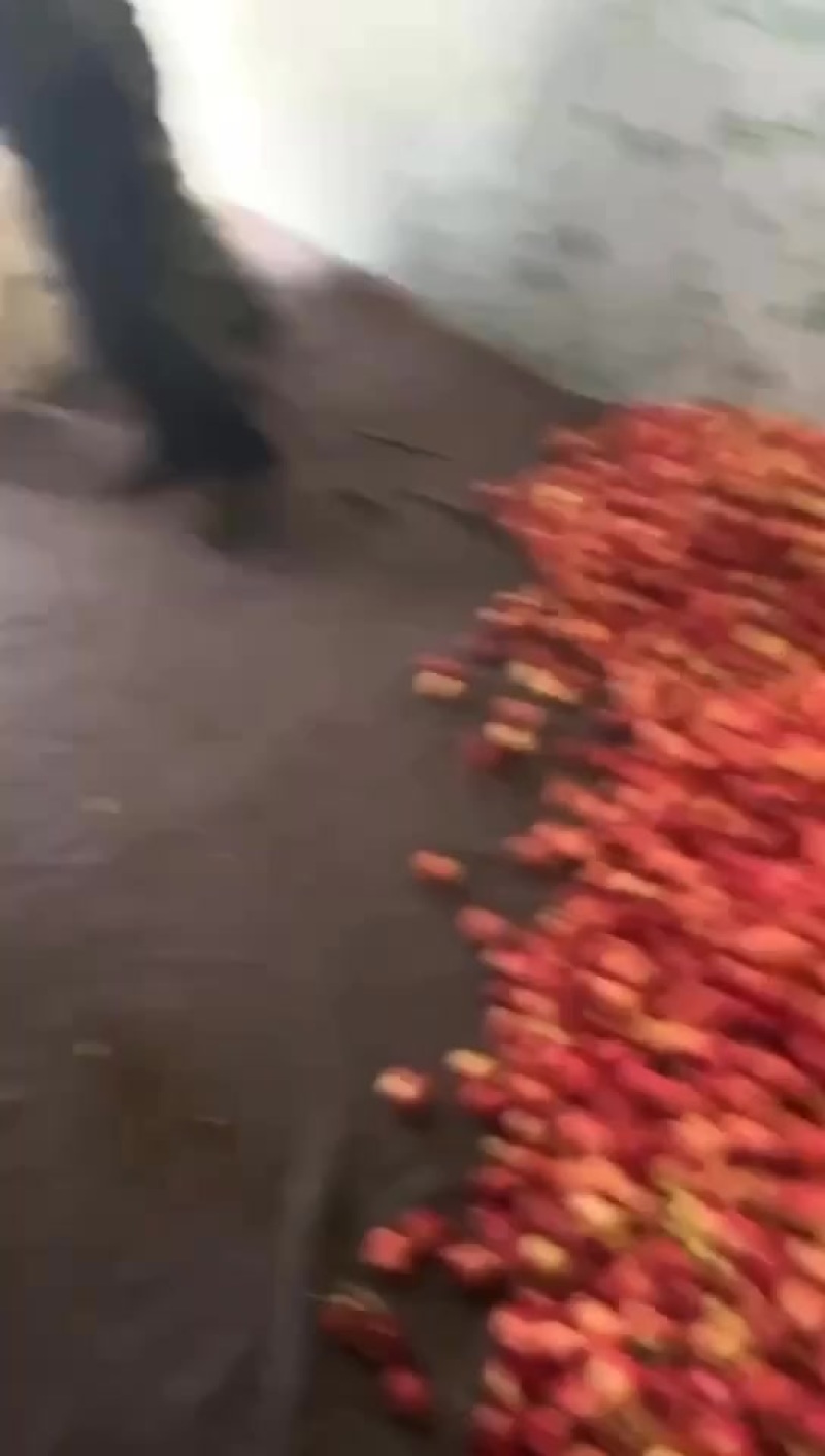 鸡心果