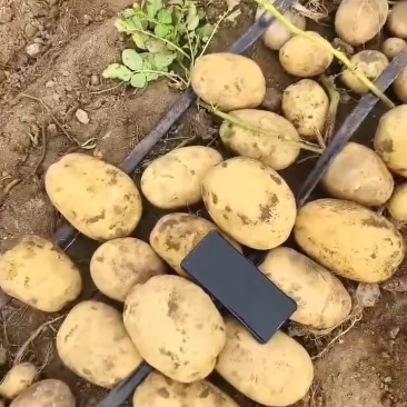 土豆大量有货便宜