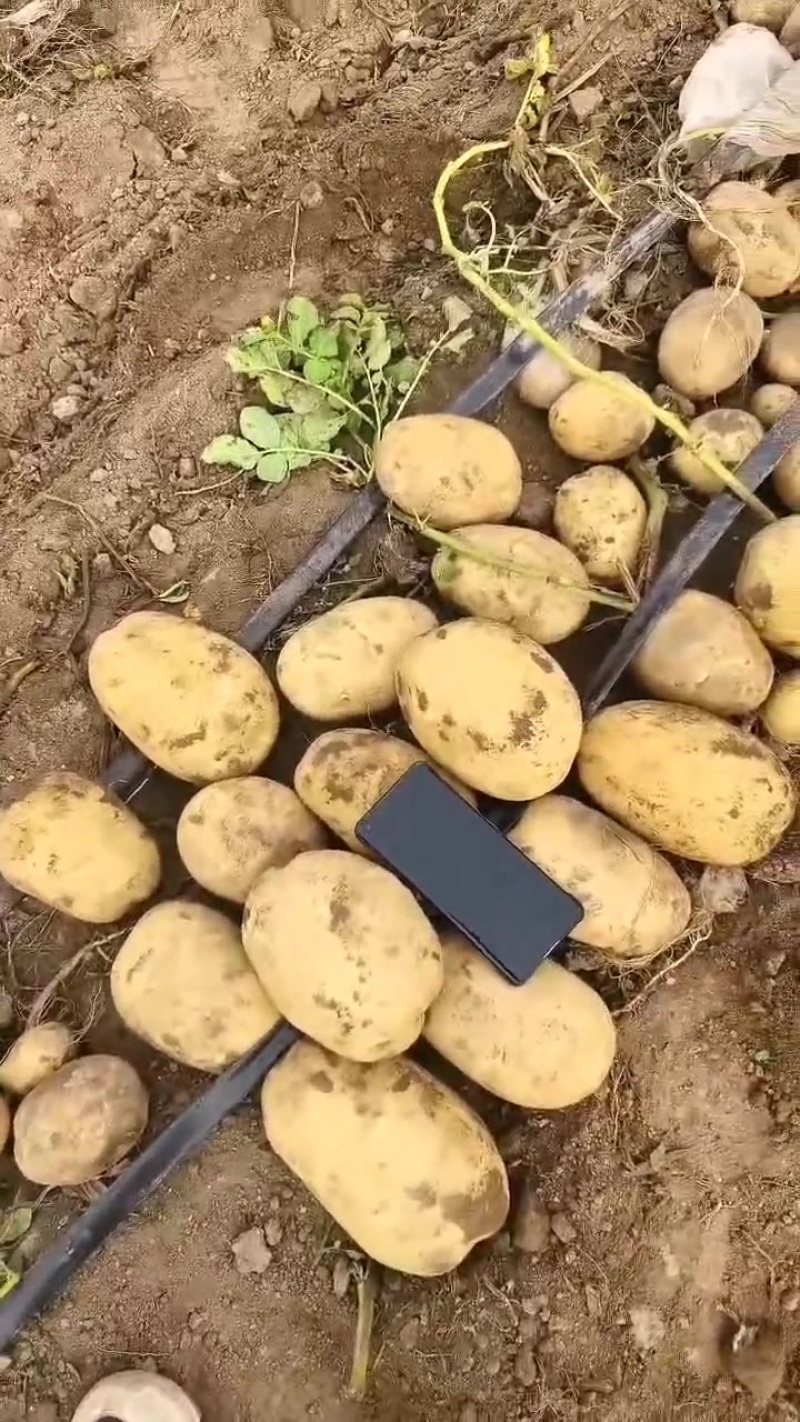 土豆大量有货便宜