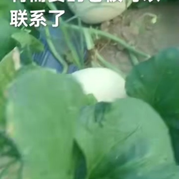 酥红密甜瓜一斤至三斤