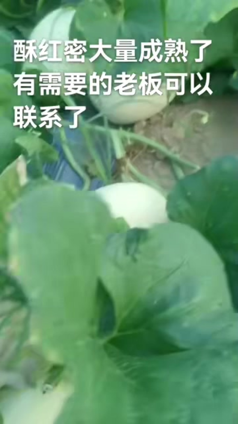 酥红密甜瓜一斤至三斤