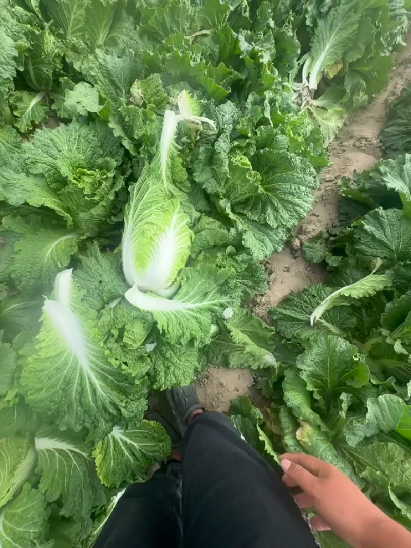 宁夏沙地大白菜