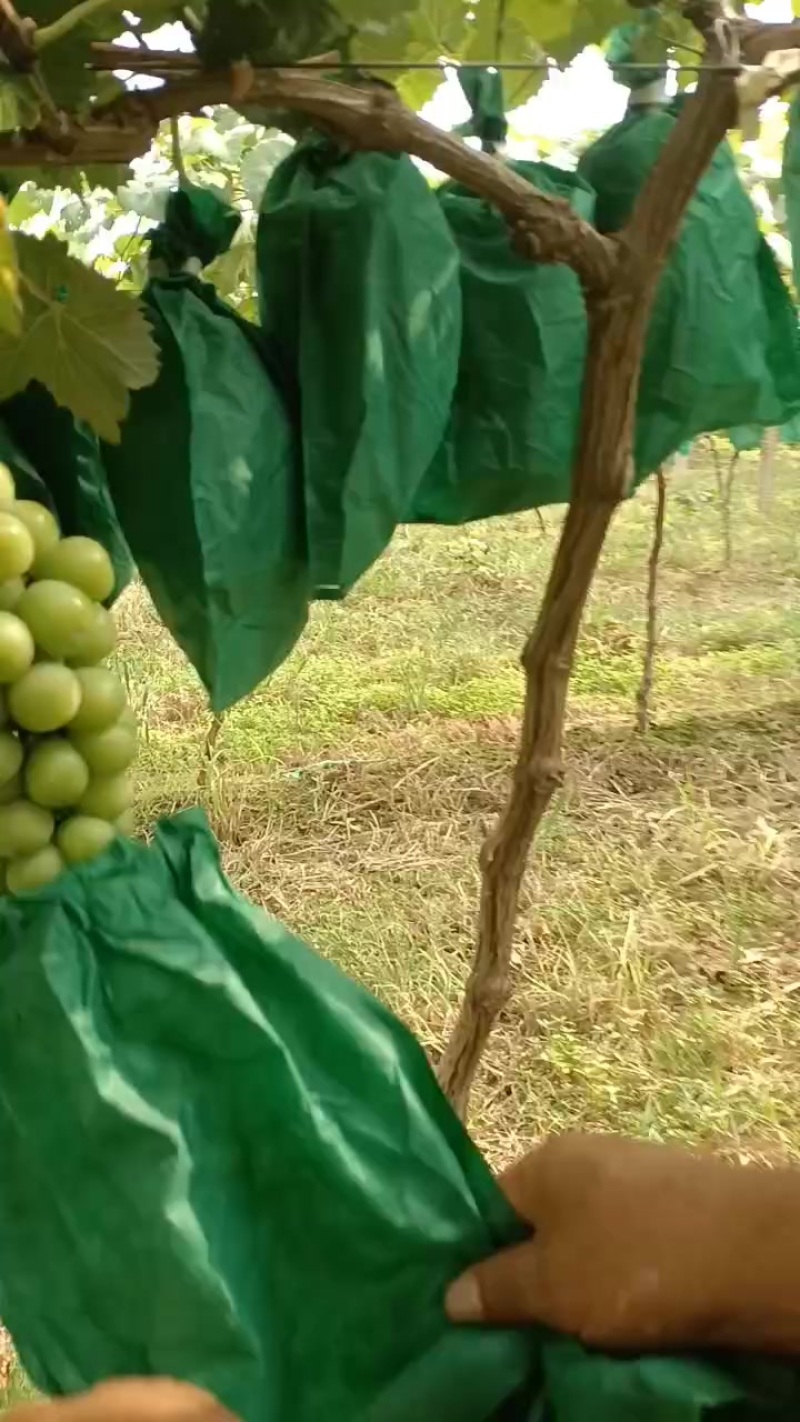阳光玫瑰葡萄，甜度21