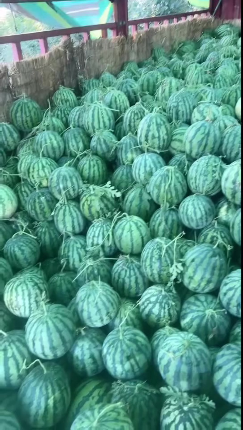 精品麒麟二茬大量有货。