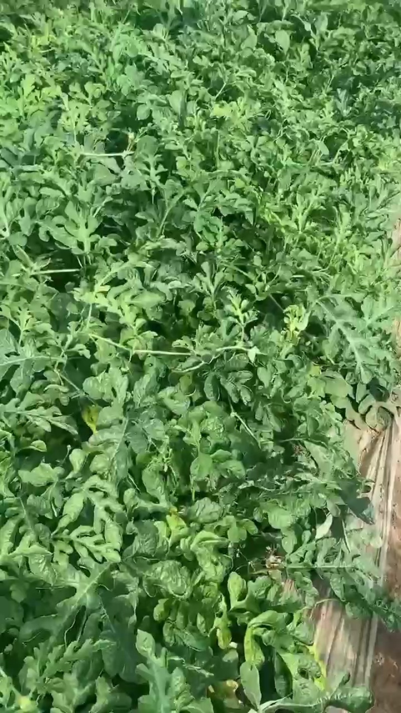 精品麒麟二茬大量有货。