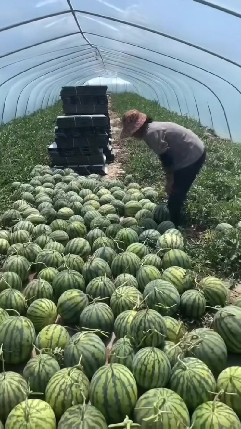 精品麒麟二茬大量有货。