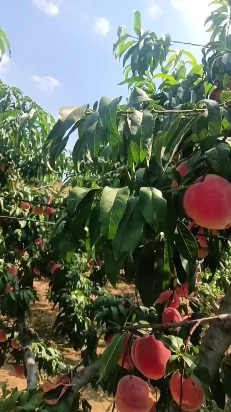 中秋蜜