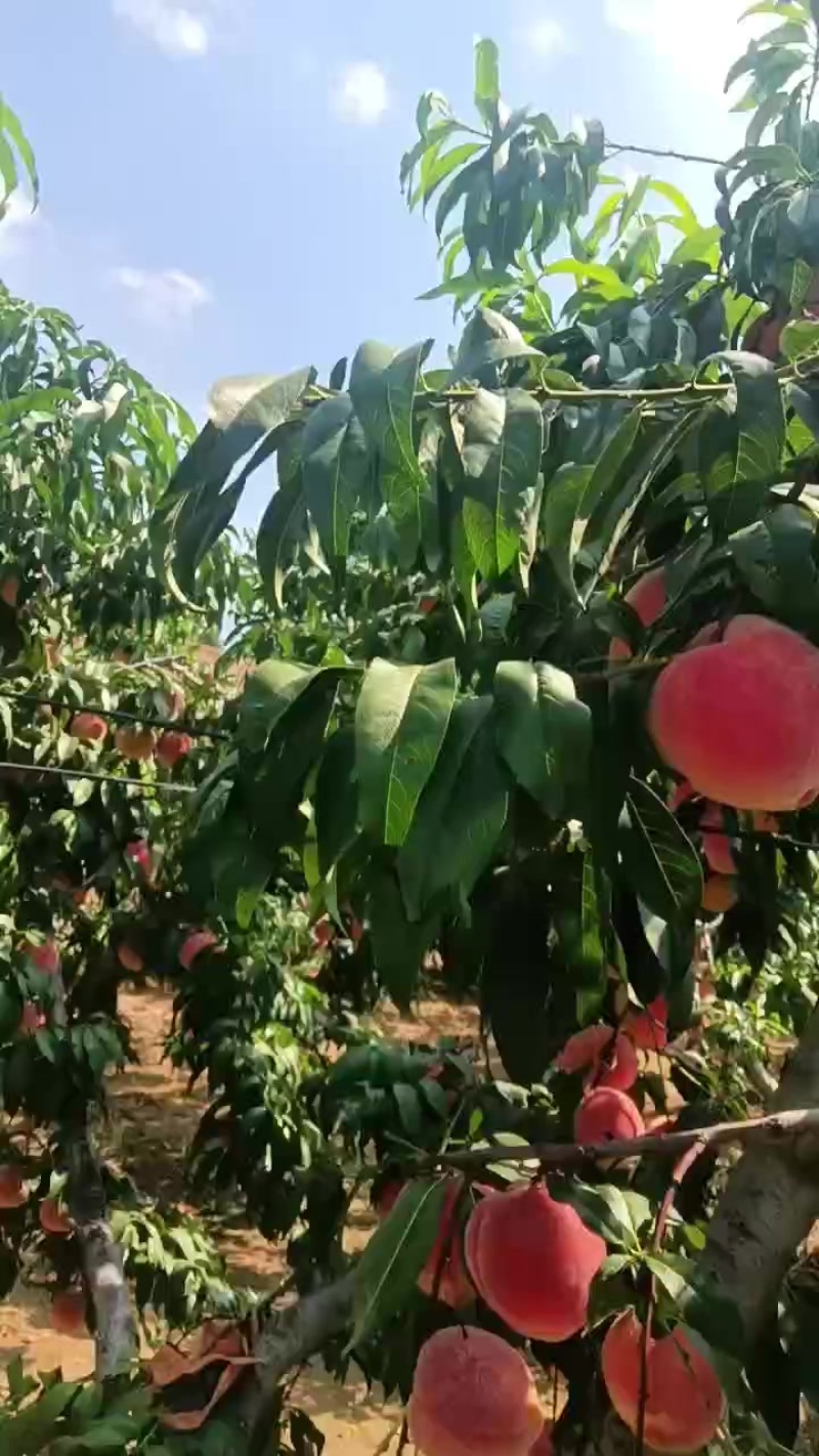 中秋蜜