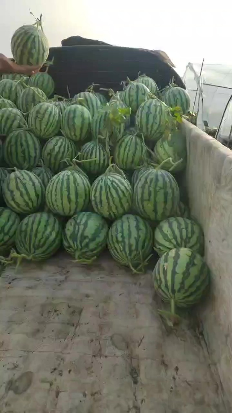 浙江台农美都无籽麒麟大量上市