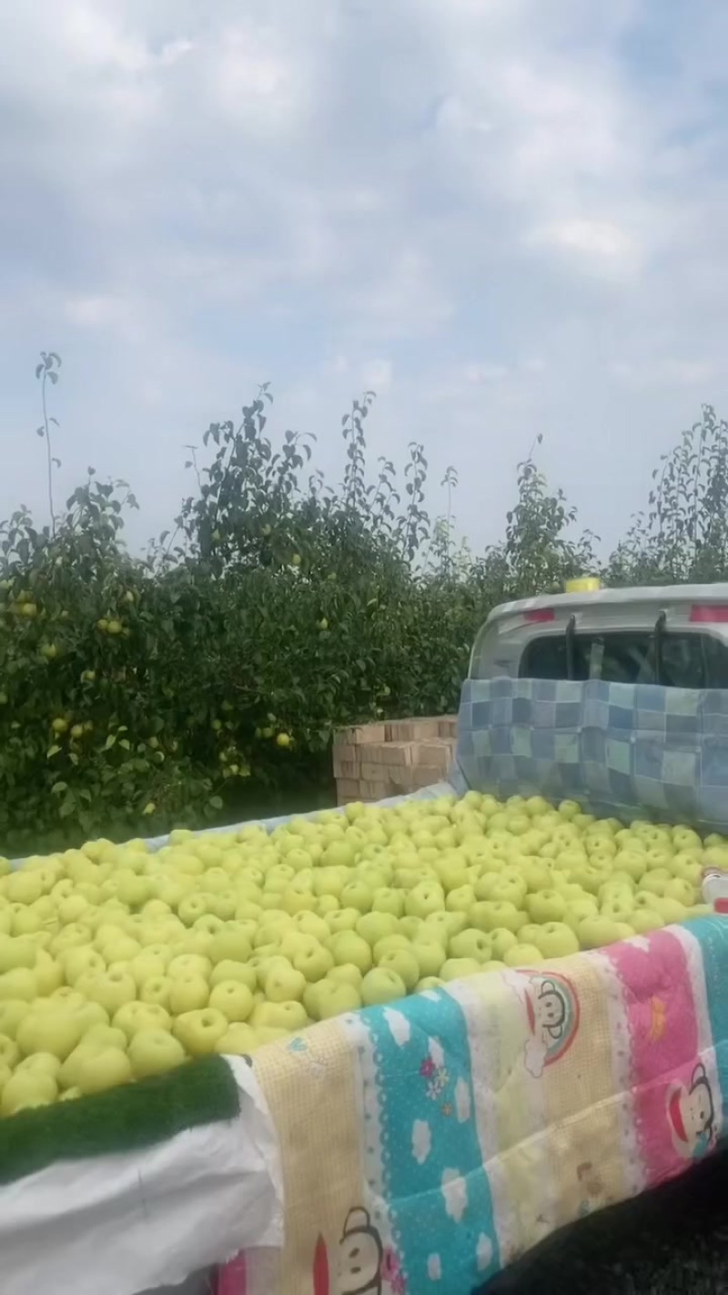 陕西乾县注泔镇山沟酥梨基地；一手货源，