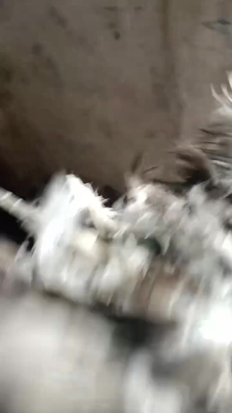 常年出售大量的鸭毛鹅毛有需要的老板联系我