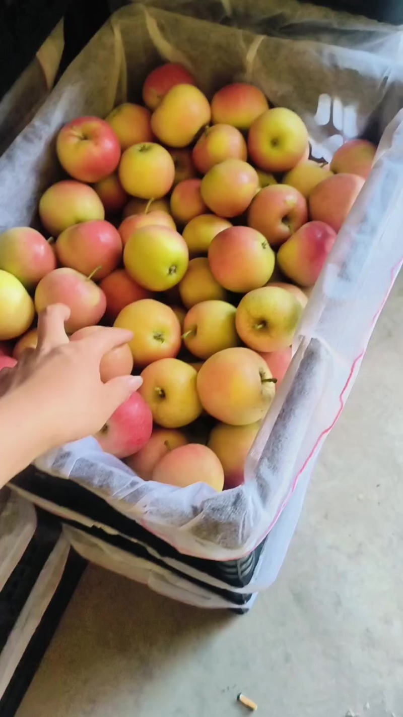 外贸小苹果