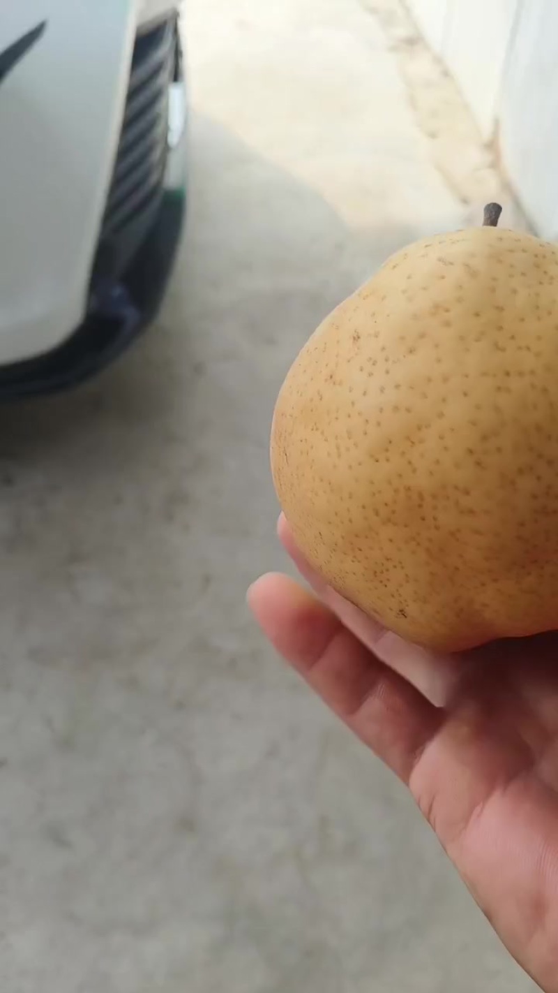 河南新乡原阳晚秋黄梨