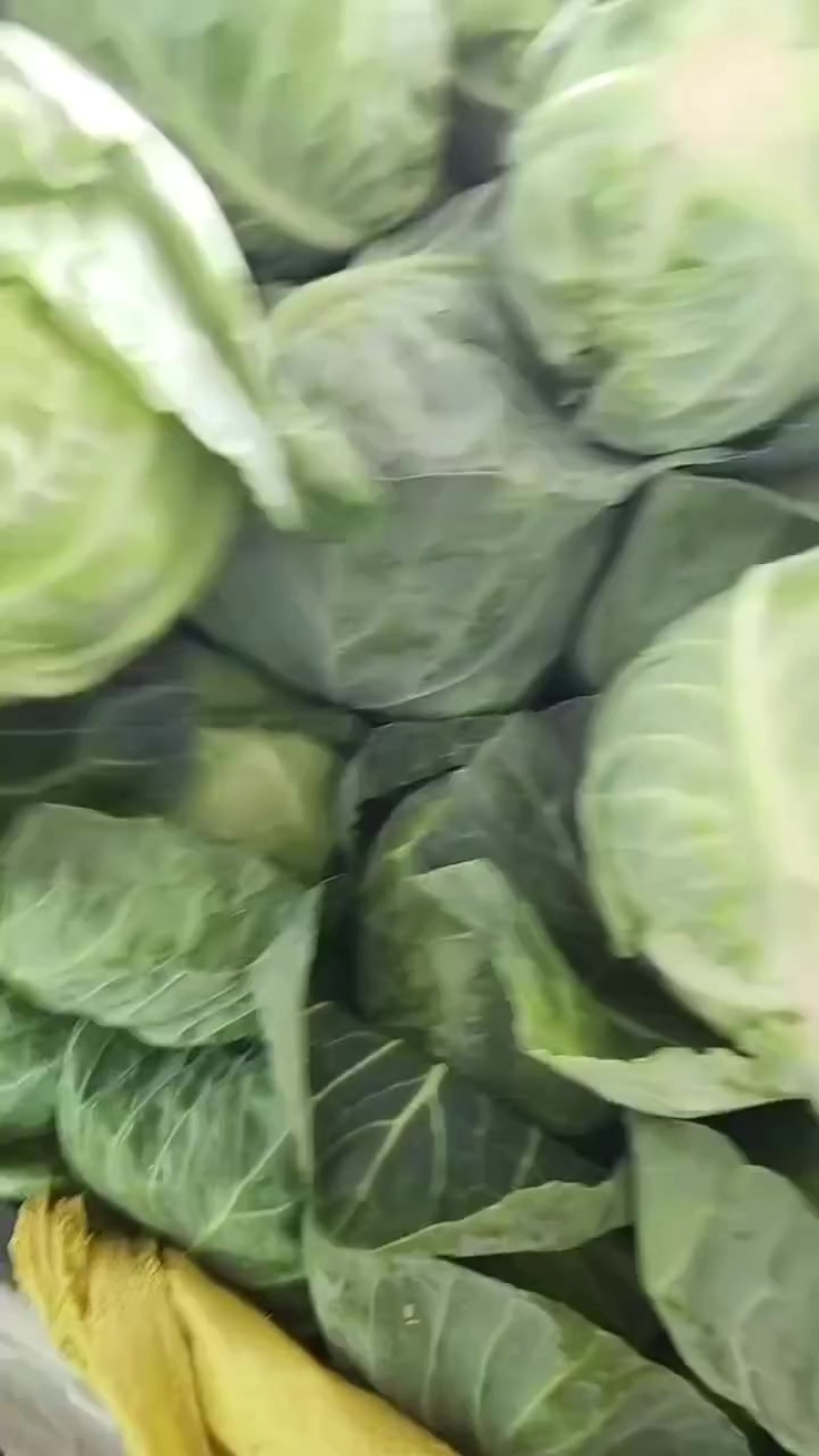 精品甘蓝