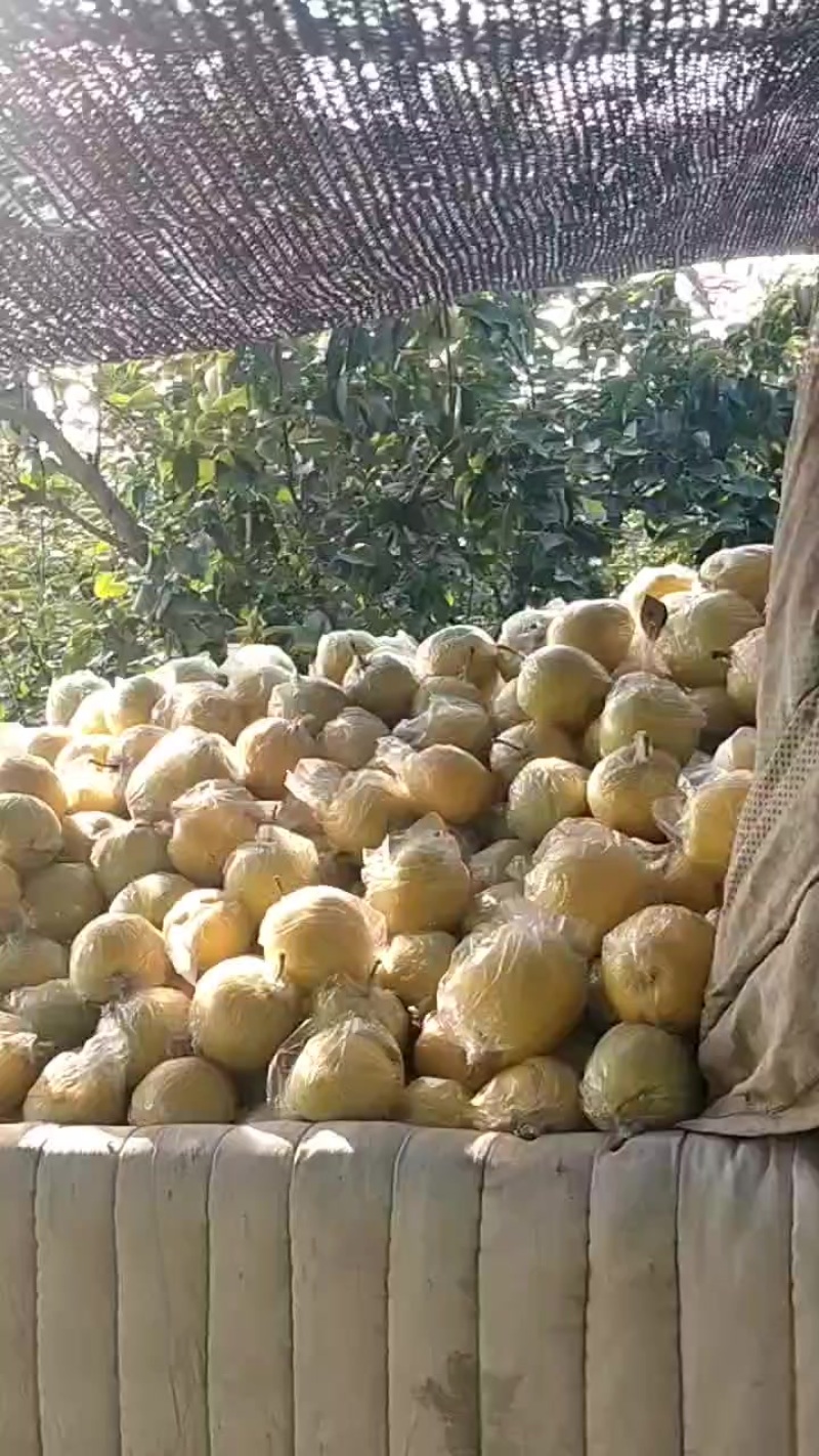 膜袋皇冠梨产地直发，大量有货