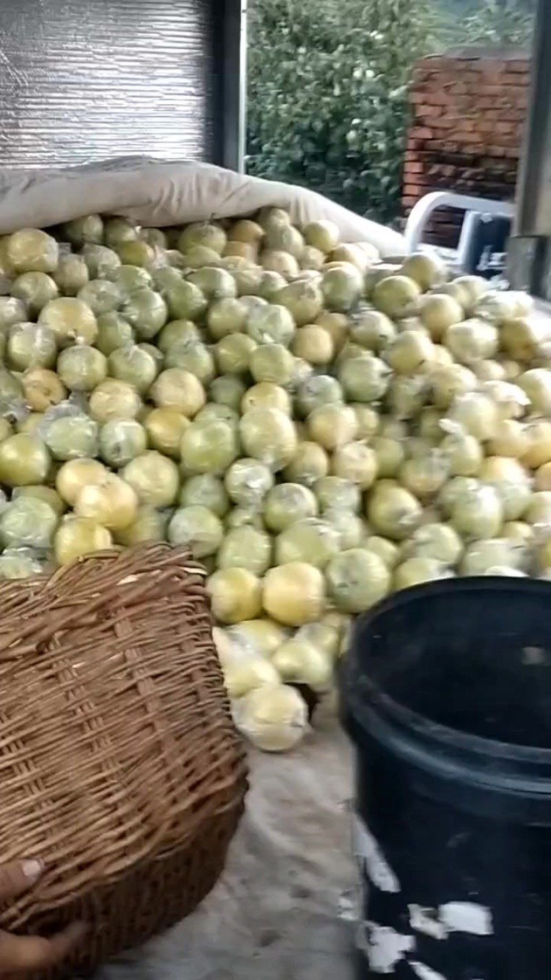膜袋皇冠梨产地直发，大量有货