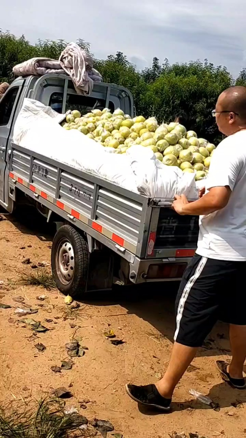 膜袋皇冠梨产地直发，大量有货