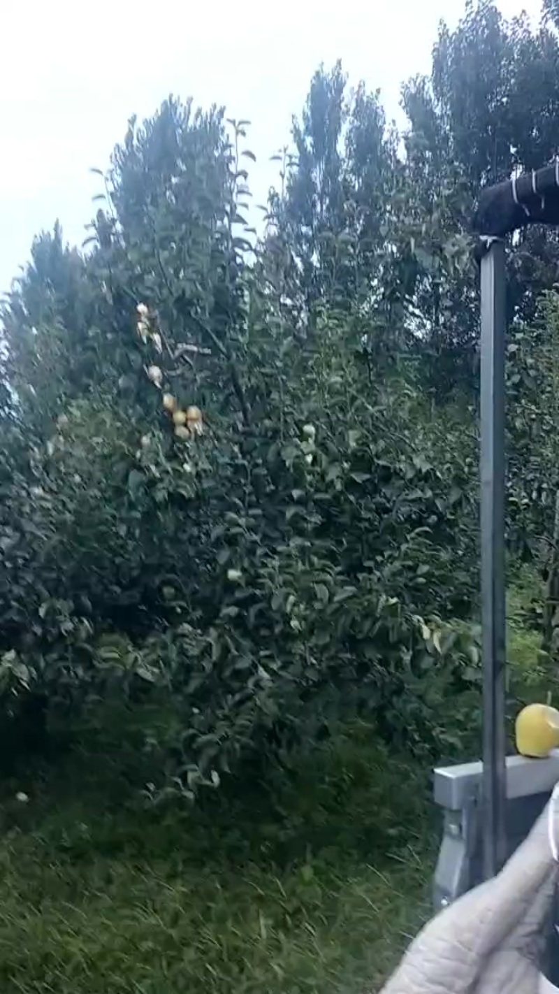 膜袋皇冠梨产地直发，大量有货