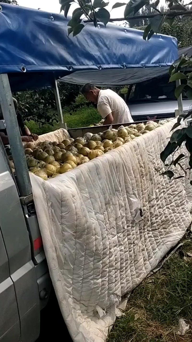 膜袋皇冠梨产地直发，大量有货