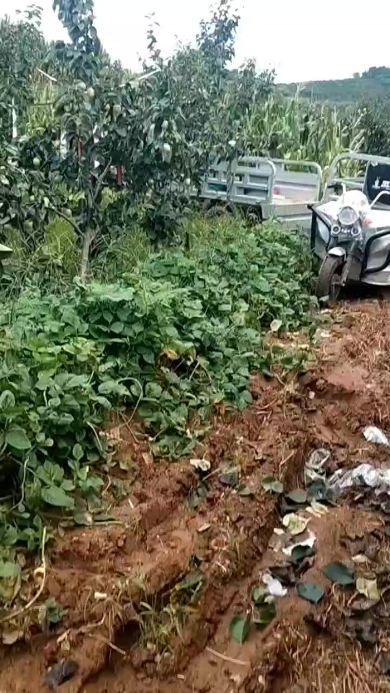 膜袋皇冠梨产地直发，大量有货