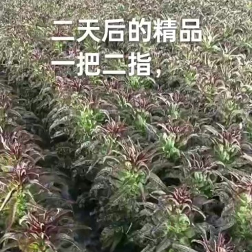 兰州精品莴笋大量有货中