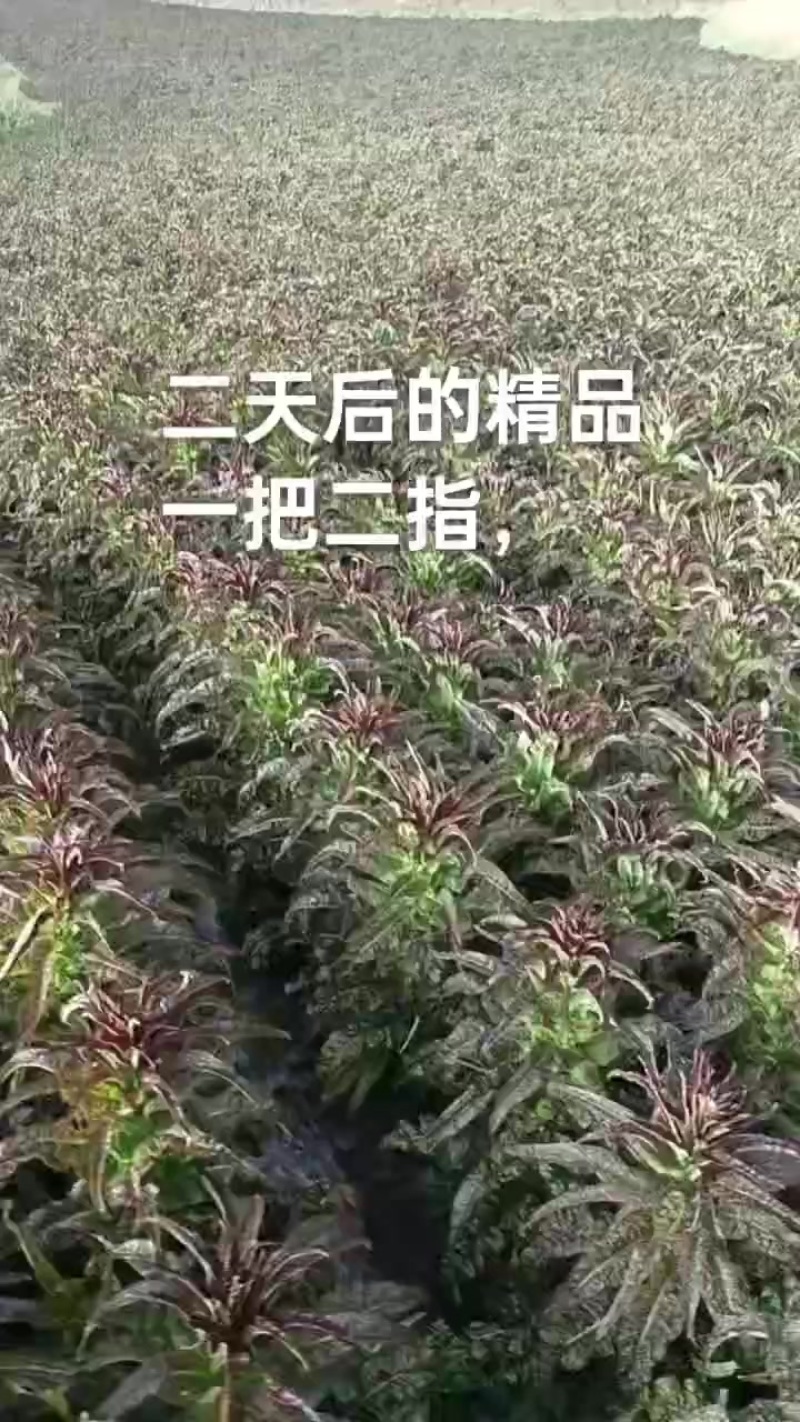 兰州精品莴笋大量有货中