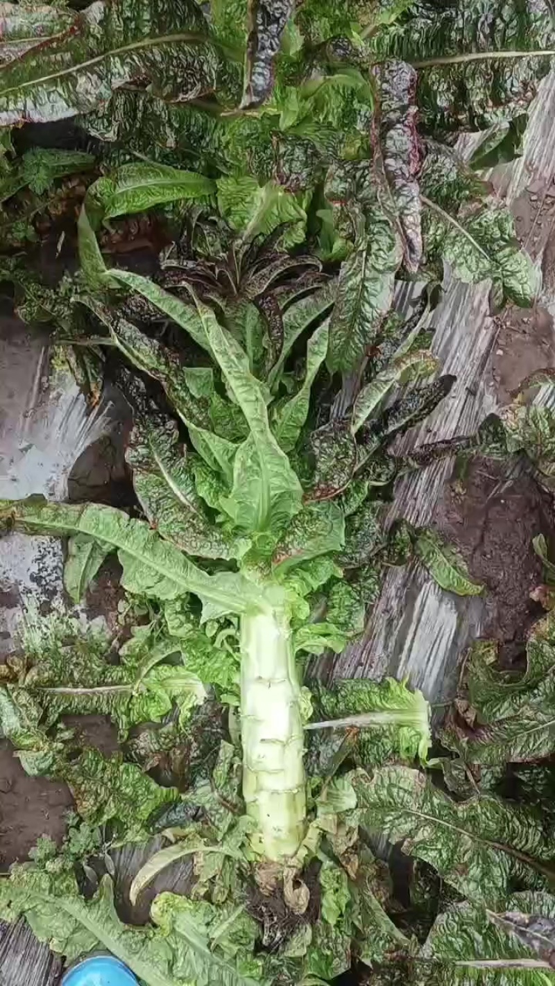 兰州精品莴笋大量有货中