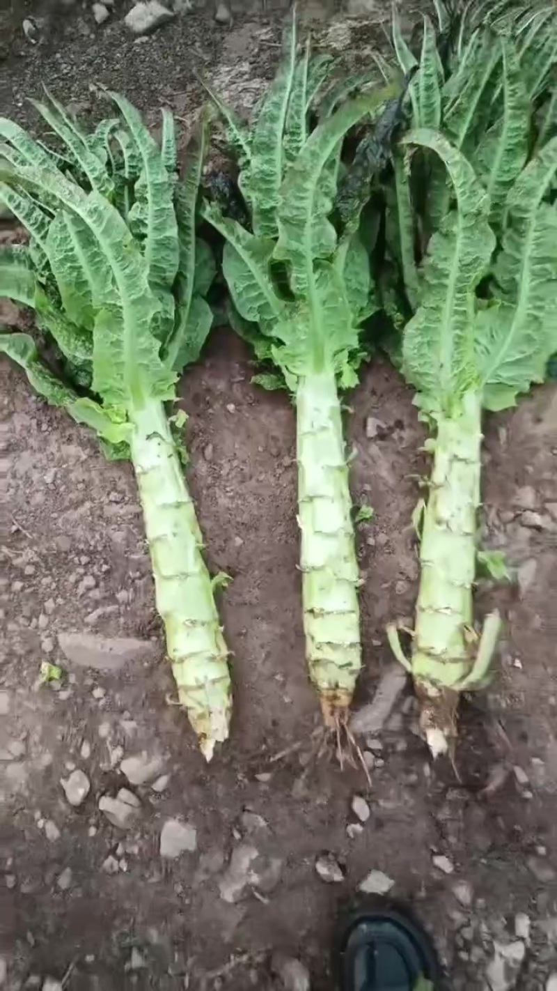 兰州精品莴笋大量有货中