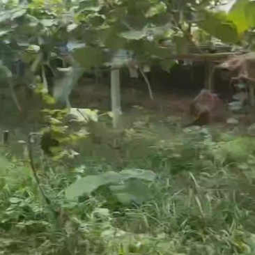 阳光玫瑰大量上市产地直销价格低口感好