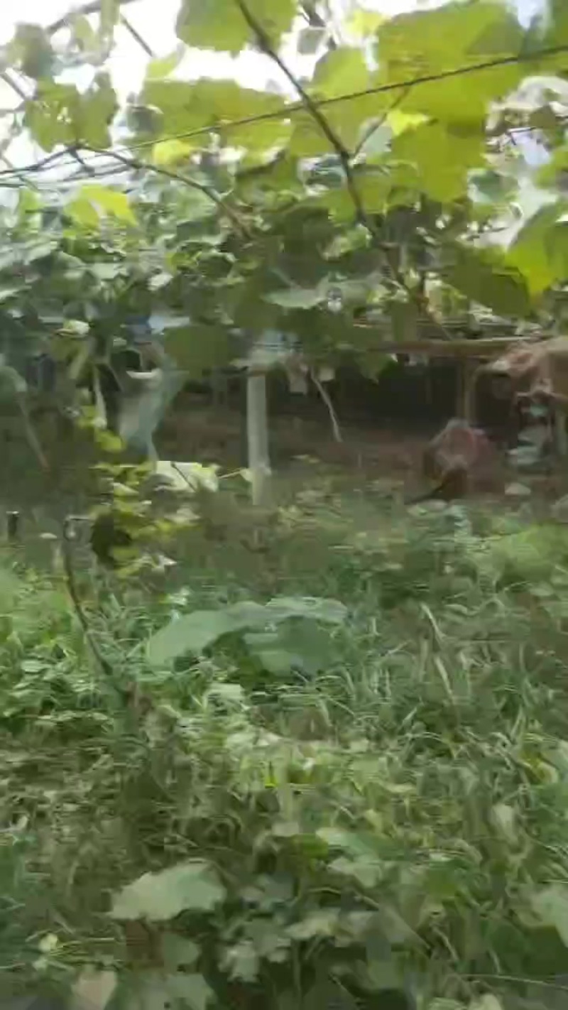 阳光玫瑰大量上市产地直销价格低口感好
