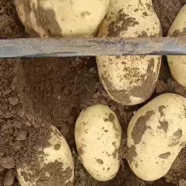 大量河北张家口沽源县关心土豆库存货，市场货需要老板联系