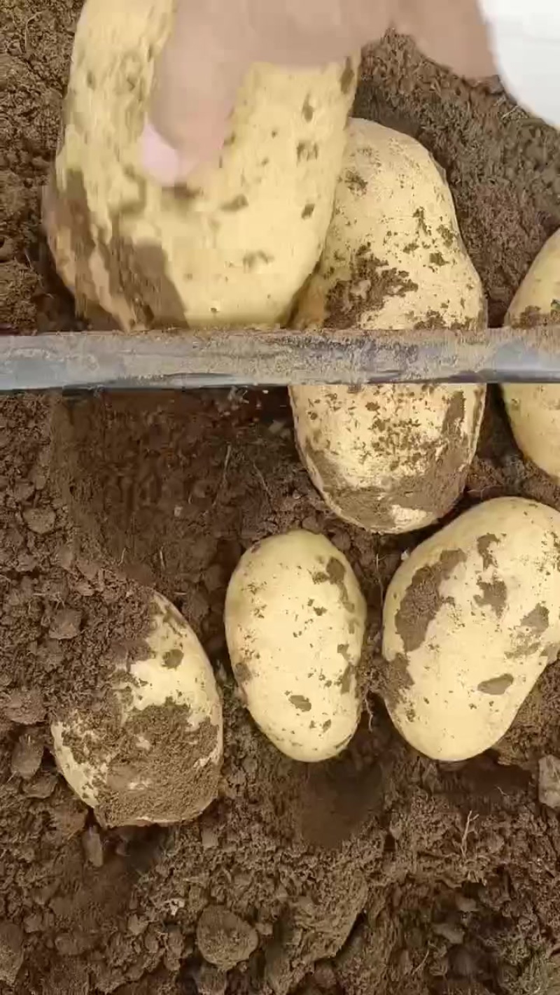 大量河北张家口沽源县关心土豆库存货，市场货需要老板联系