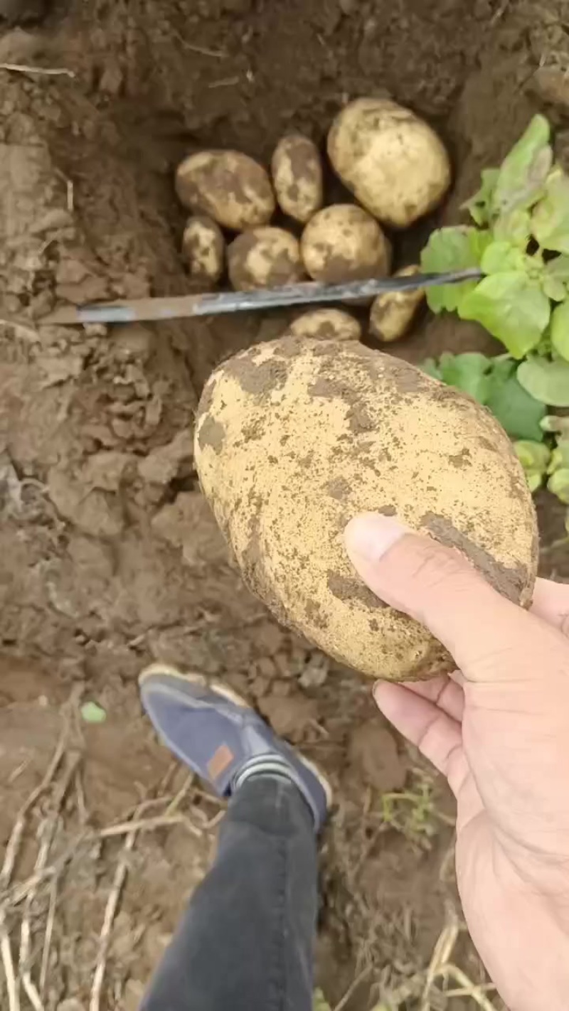 大量河北张家口沽源县关心土豆库存货，市场货需要老板联系