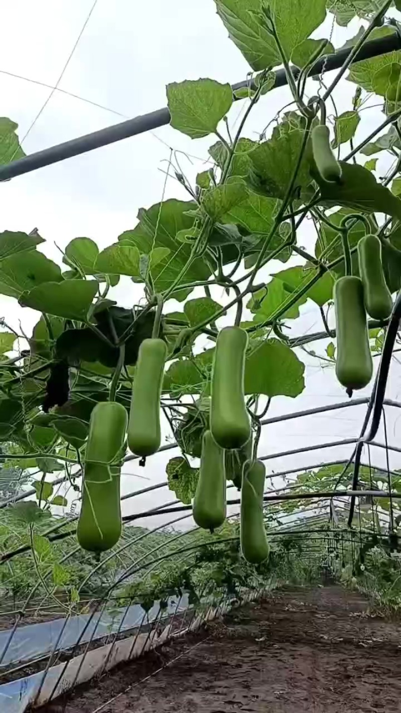 精品弧子大量上市，价格便宜，适合商场超市电商